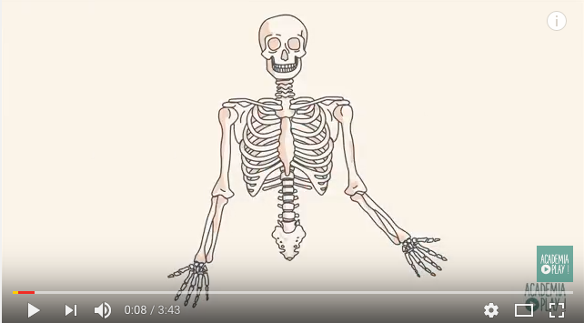 El esqueleto humano