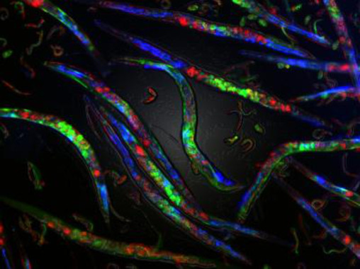 Problemas en la replicación del ADN causan cambios epigenéticos que se heredan