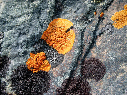 Cómo afectan los cambios de temperatura a los líquenes antárticos