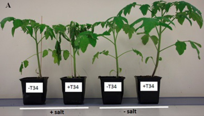 Combinar fertilizantes químicos y biológicos daña la respuesta de las plantas al estrés
