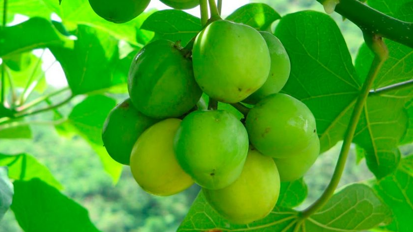 Científicos descubren planta mexicana (Jatropha) funciona como biocombustible