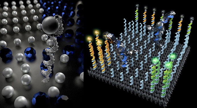 Un robot de ADN ordena moléculas ‘pasito a pasito’