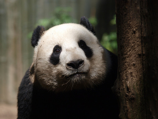 El hogar del panda gigante es más pobre ahora que hace treinta años