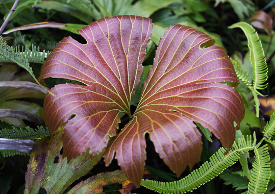 Las temperaturas diurnas y nocturnas determinan el tamaño de las hojas
