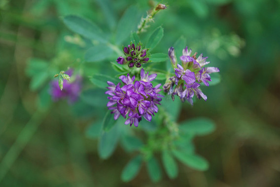 Una técnica aumenta la producción de antioxidantes en las plantas