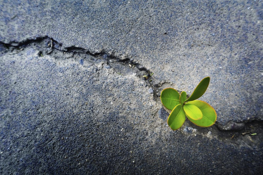 Emergimos con nuestra resiliencia