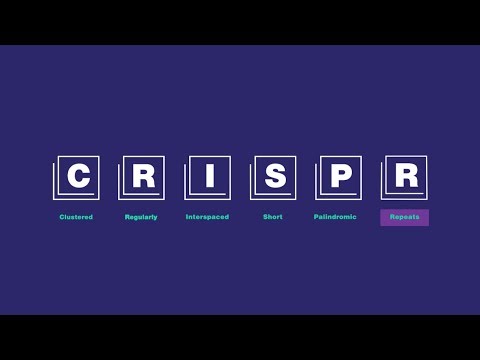 Your Guide to Understanding How CRISPR Works