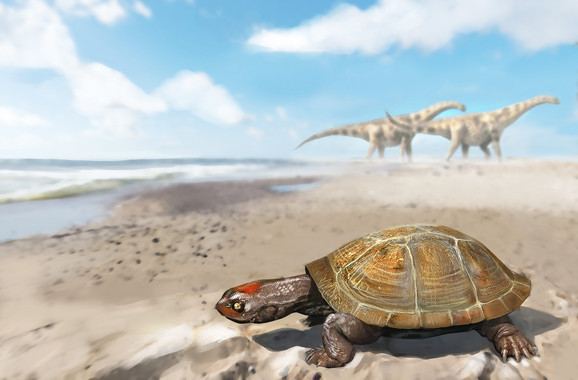 El increíble viaje de la primera tortuga africana que llegó a Europa