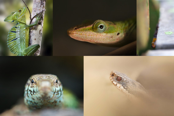 Así evolucionaron las glándulas para la comunicación entre reptiles