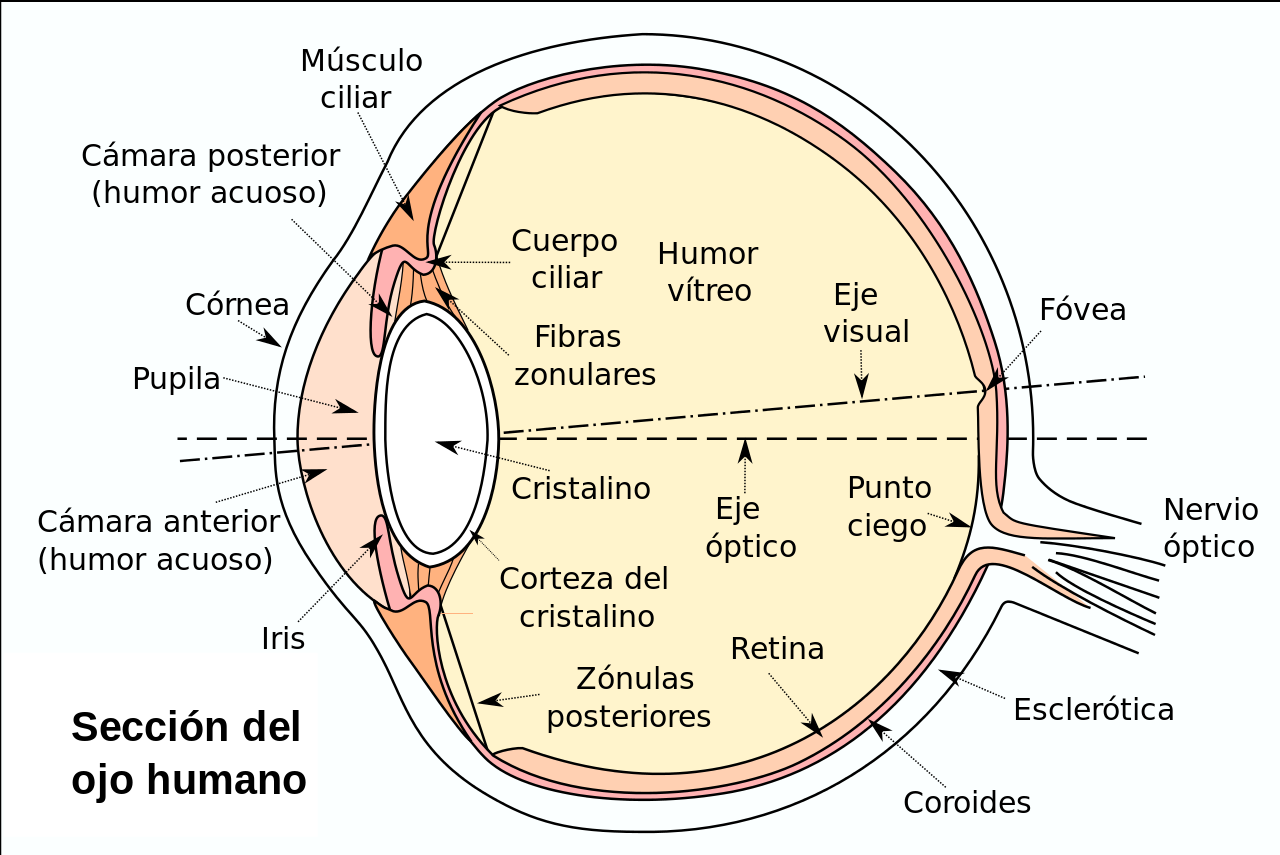 Glaucoma, enfermedad silenciosa intraocular