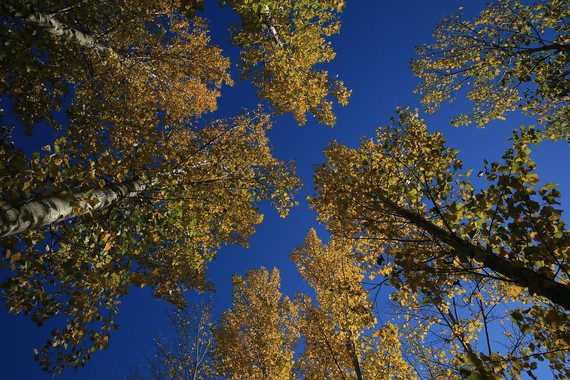 Los parques bien diseñados alivian del bochorno en las ciudades