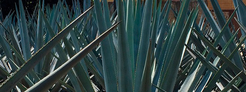 Agavinas para combatir sobrepeso y obesidad