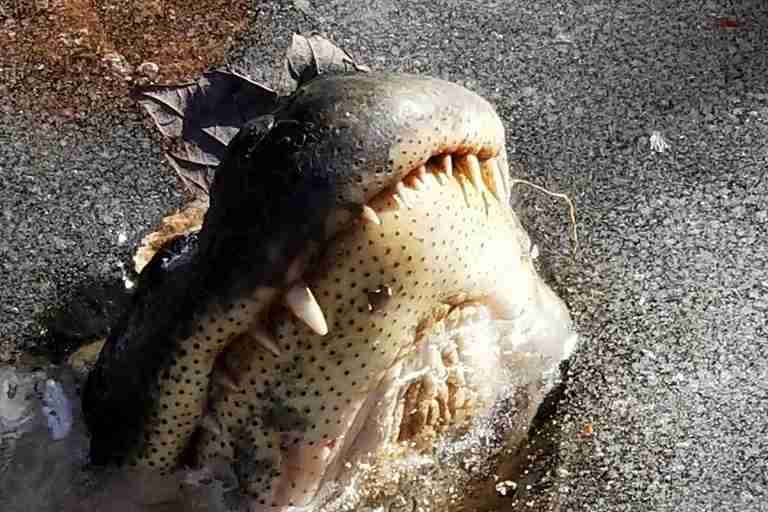 How alligators survived freezing temperatures in North Carolina