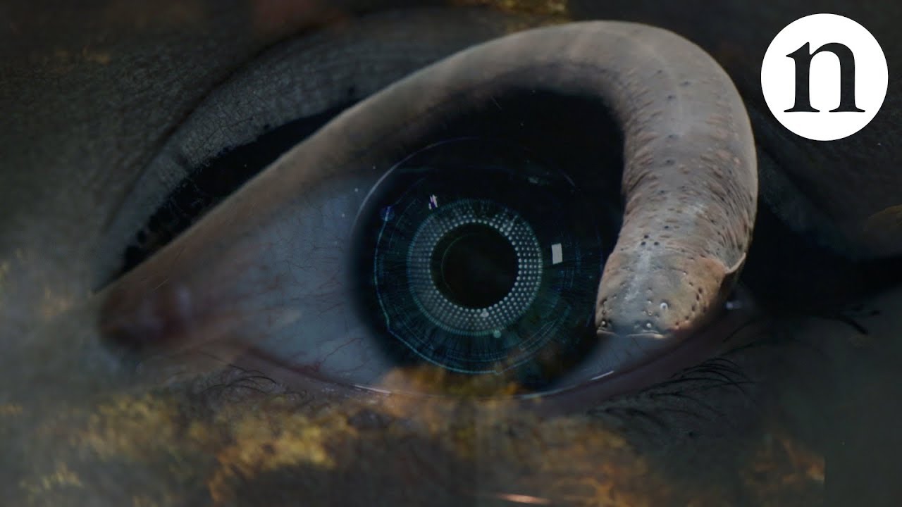 Electric eel batteries