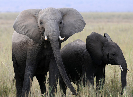 Aclarado por qué el metabolismo de los animales depende de su masa