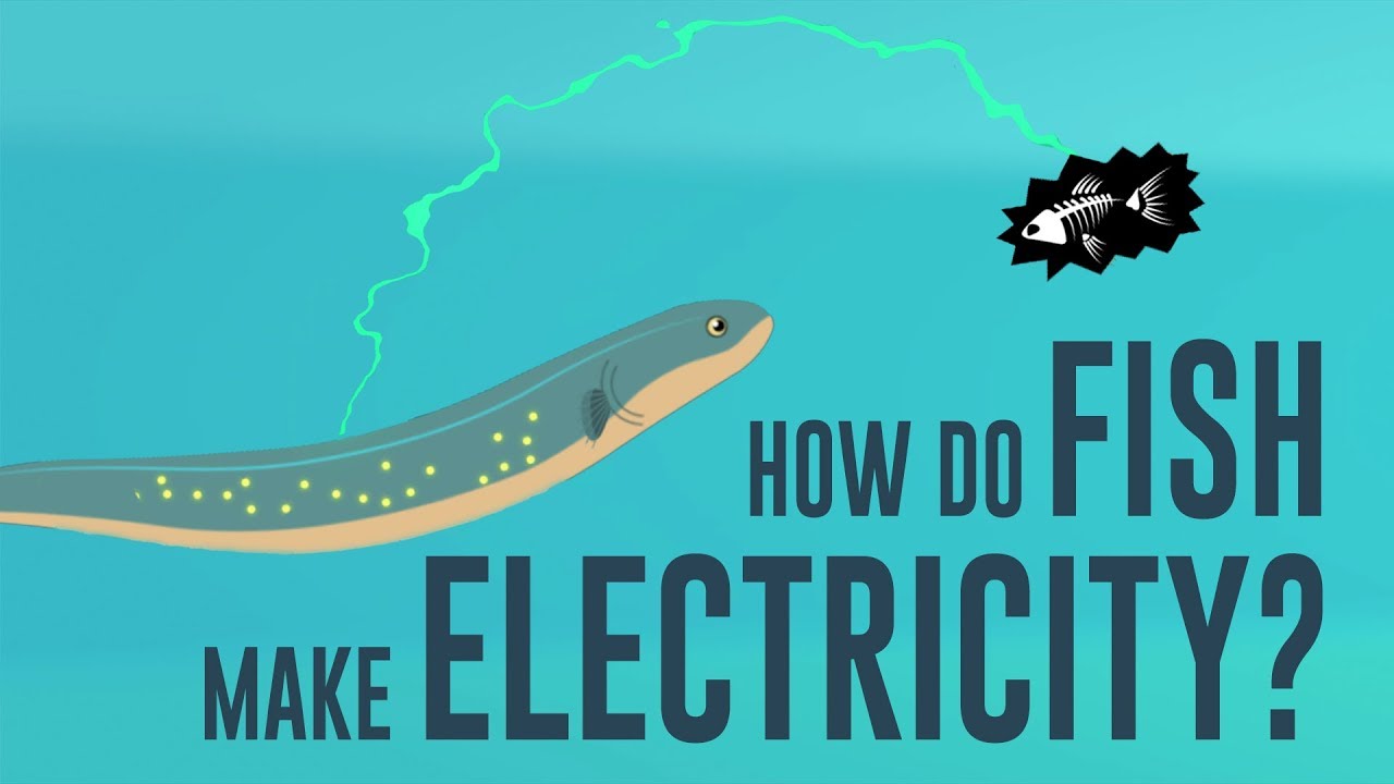 How do fish make electricity? – Eleanor Nelsen