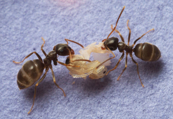Las hormigas sacrifican a las enfermas para evitar epidemias en sus colonias