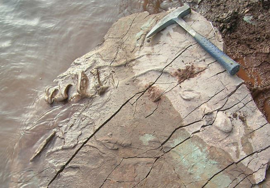 Halladas unas de las huellas de tortugas más antiguas del mundo en Valencia