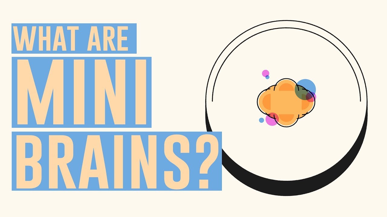 What are mini brains? – Madeline Lancaster