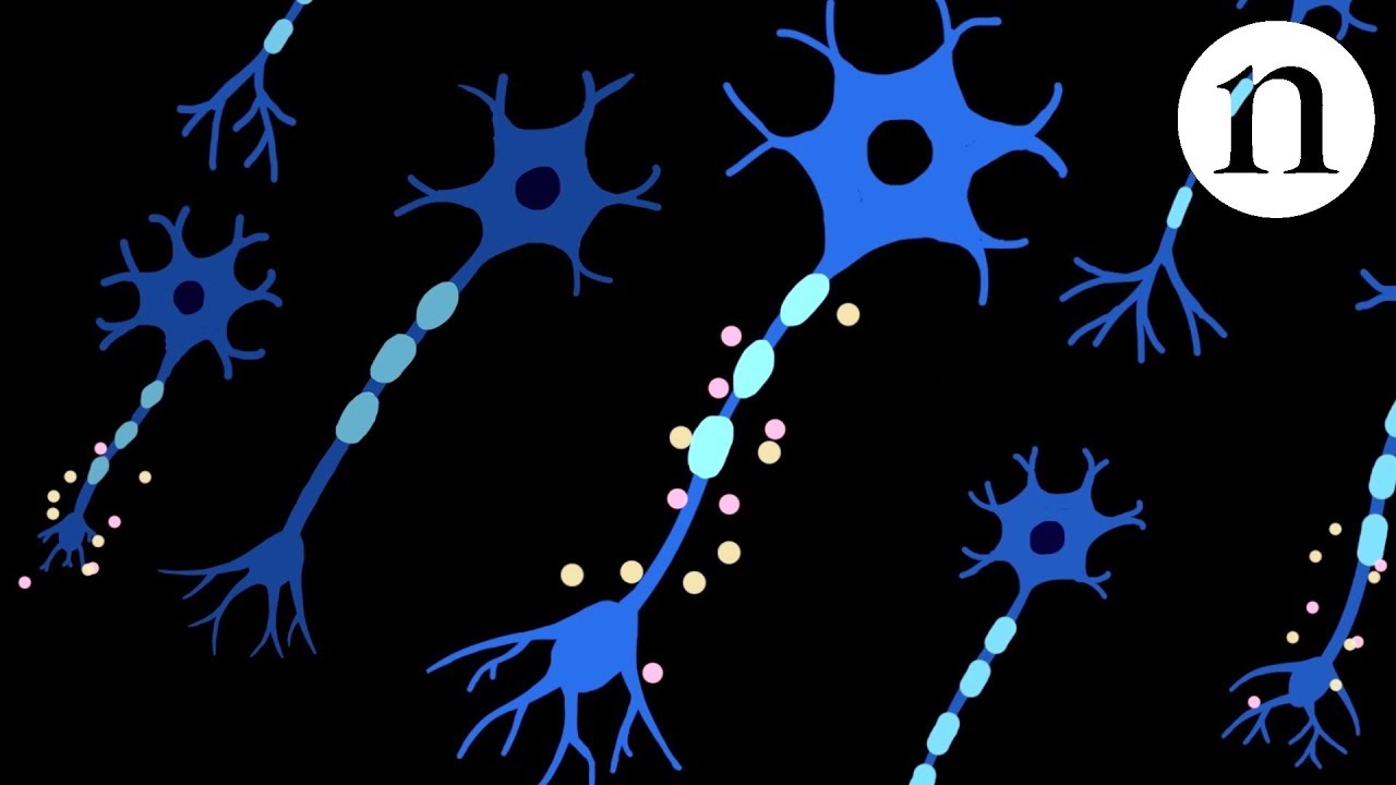 Nerve repair: Regeneration in spinal-cord injury