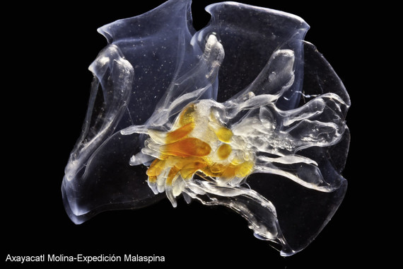 Cómo influye el tamaño en el plancton marino