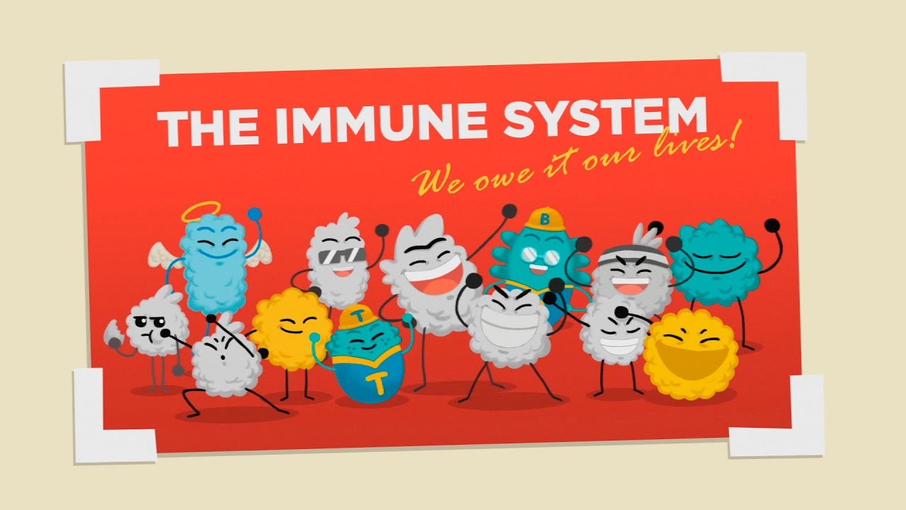 How does your immune system work? – Emma Bryce