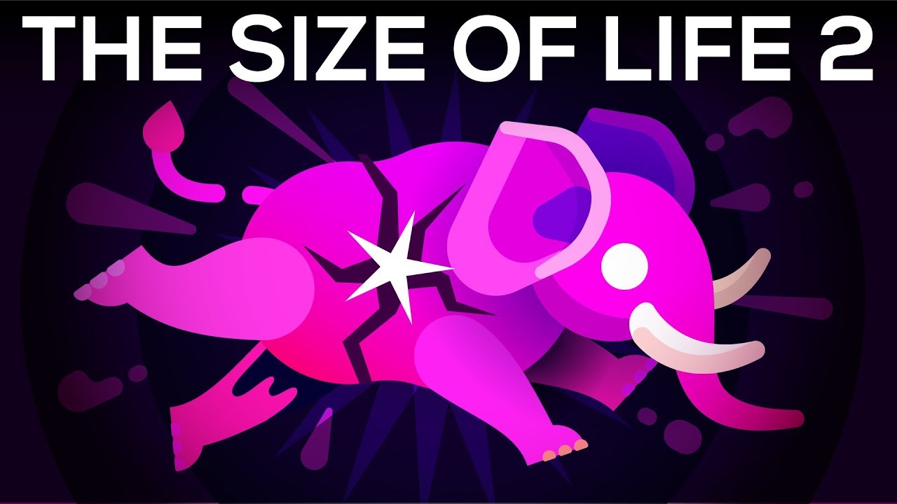 How to Make an Elephant Explode with Science The Size of Life 2 Reporte Ciencia UANL
