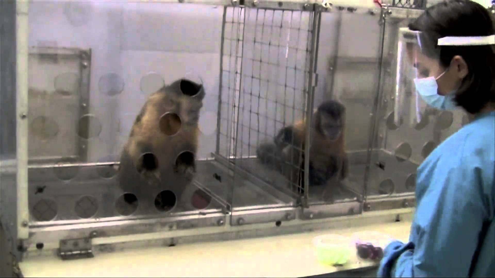 Two Monkeys Were Paid Unequally: Excerpt from Frans de Waal’s TED Talk