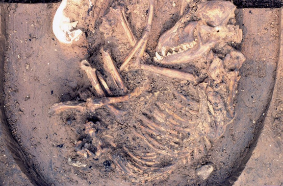 La colonización europea acabó con los perros americanos