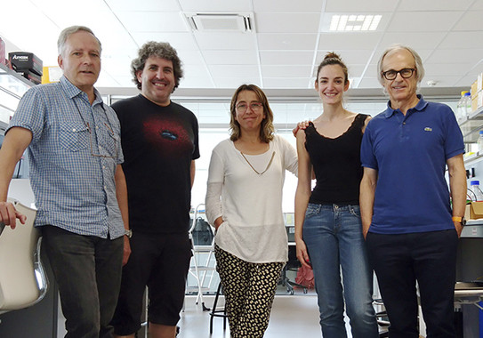 Hallado un receptor que retrasa la progresión de la esclerosis múltiple en ratones