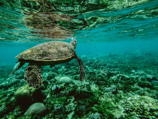 Solo un 13% de los océanos del mundo permanece salvaje