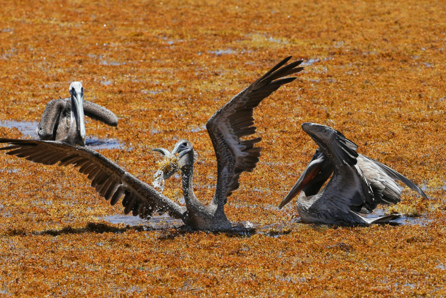 El sargazo, a punto de crear un desastre ambiental