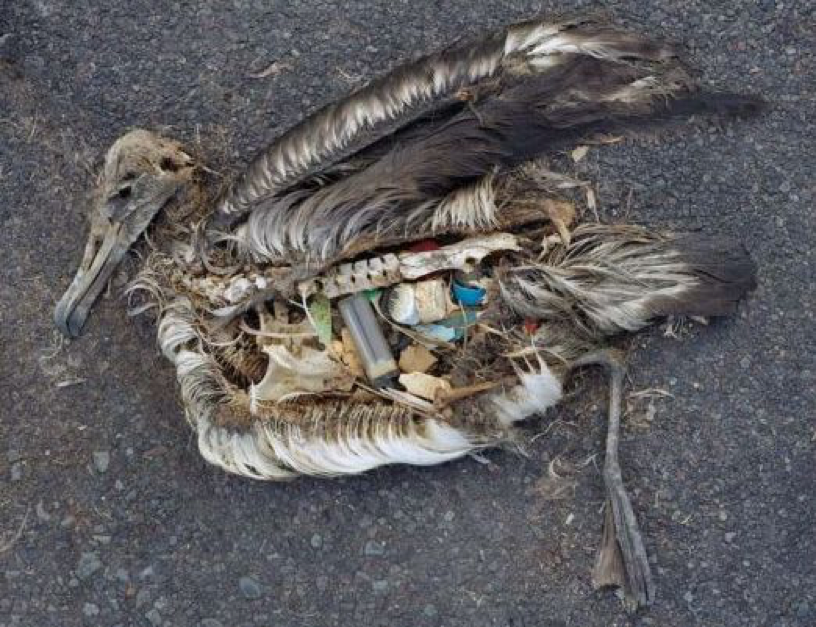 Residuos plásticos en el océano dañan severamente a especies marinas