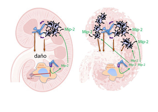 Identifican un nuevo mecanismo de control de la inflamación