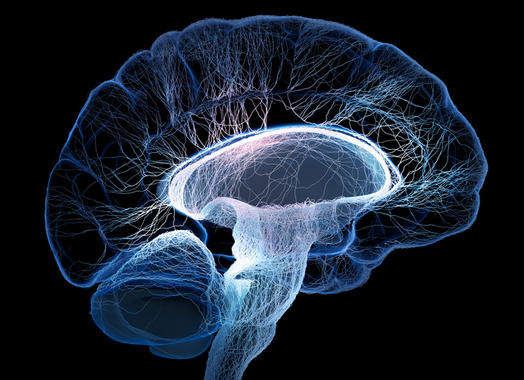 Identifican por primera vez un gen vital en la recuperación después de un ictus