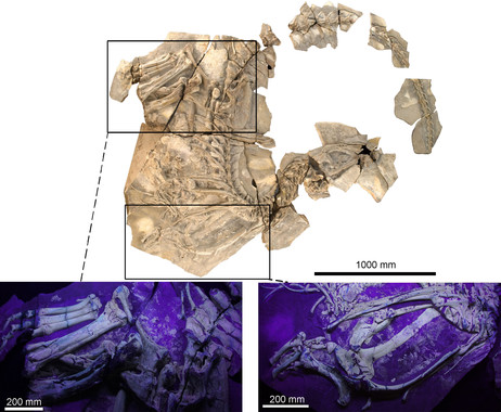El dinosaurio jorobado de Cuenca muestra indicios de gigantismo