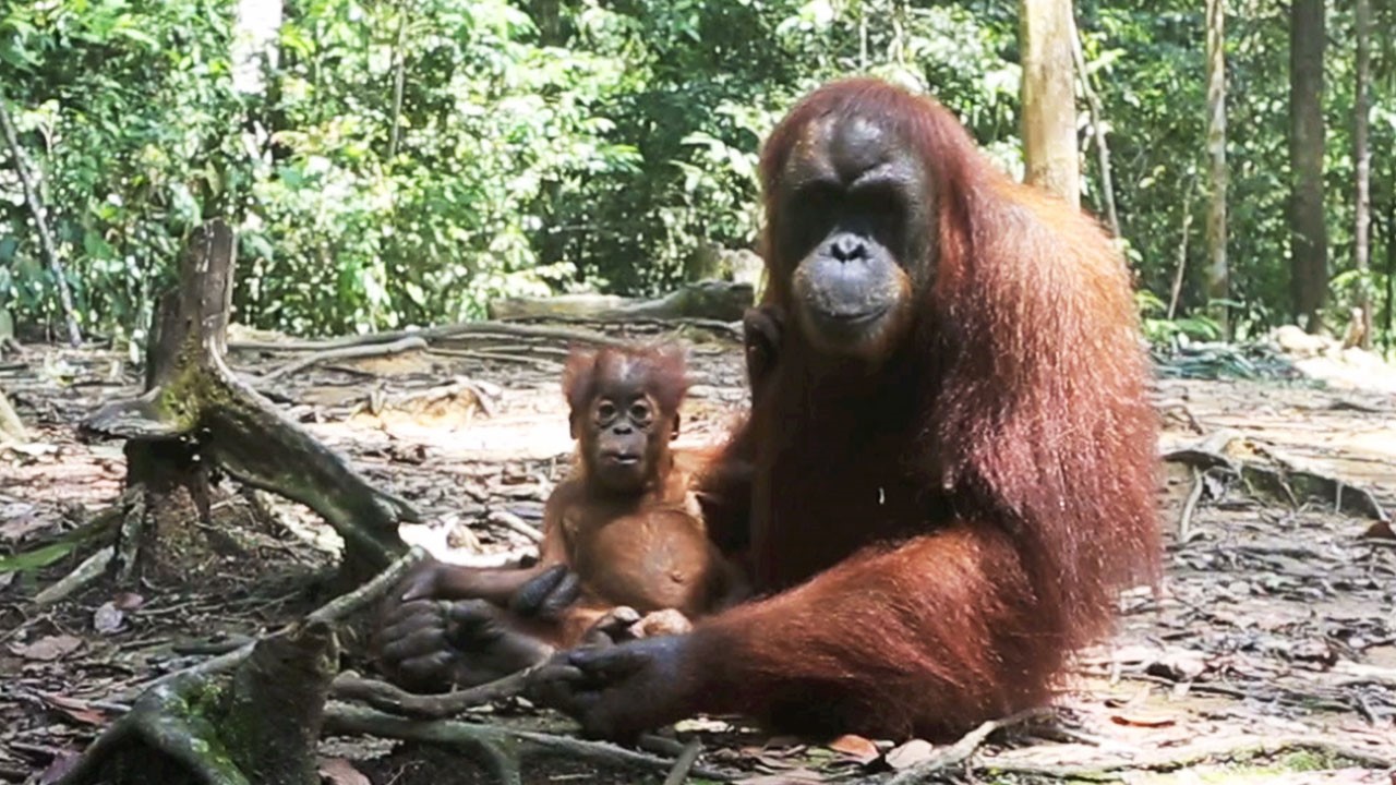 Orangutans are the only great apes—besides humans—to ‘talk’ about the past