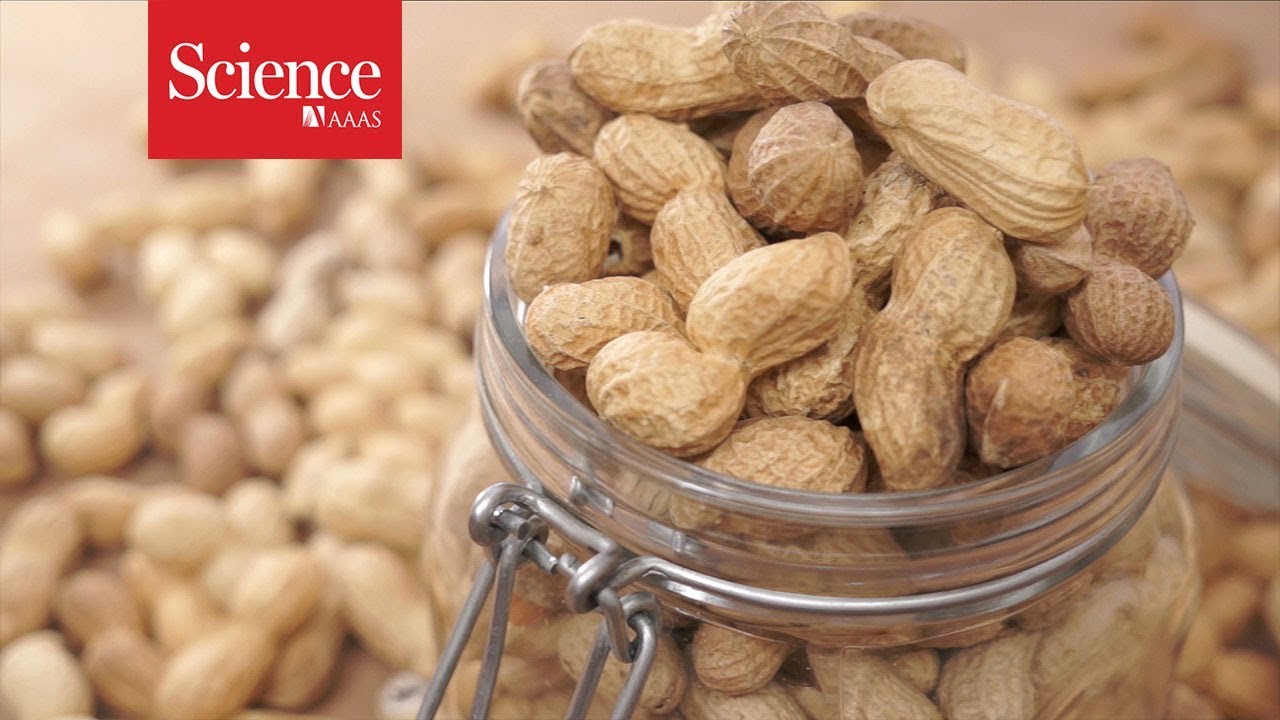 A revolutionary treatment for allergies to peanuts and other foods