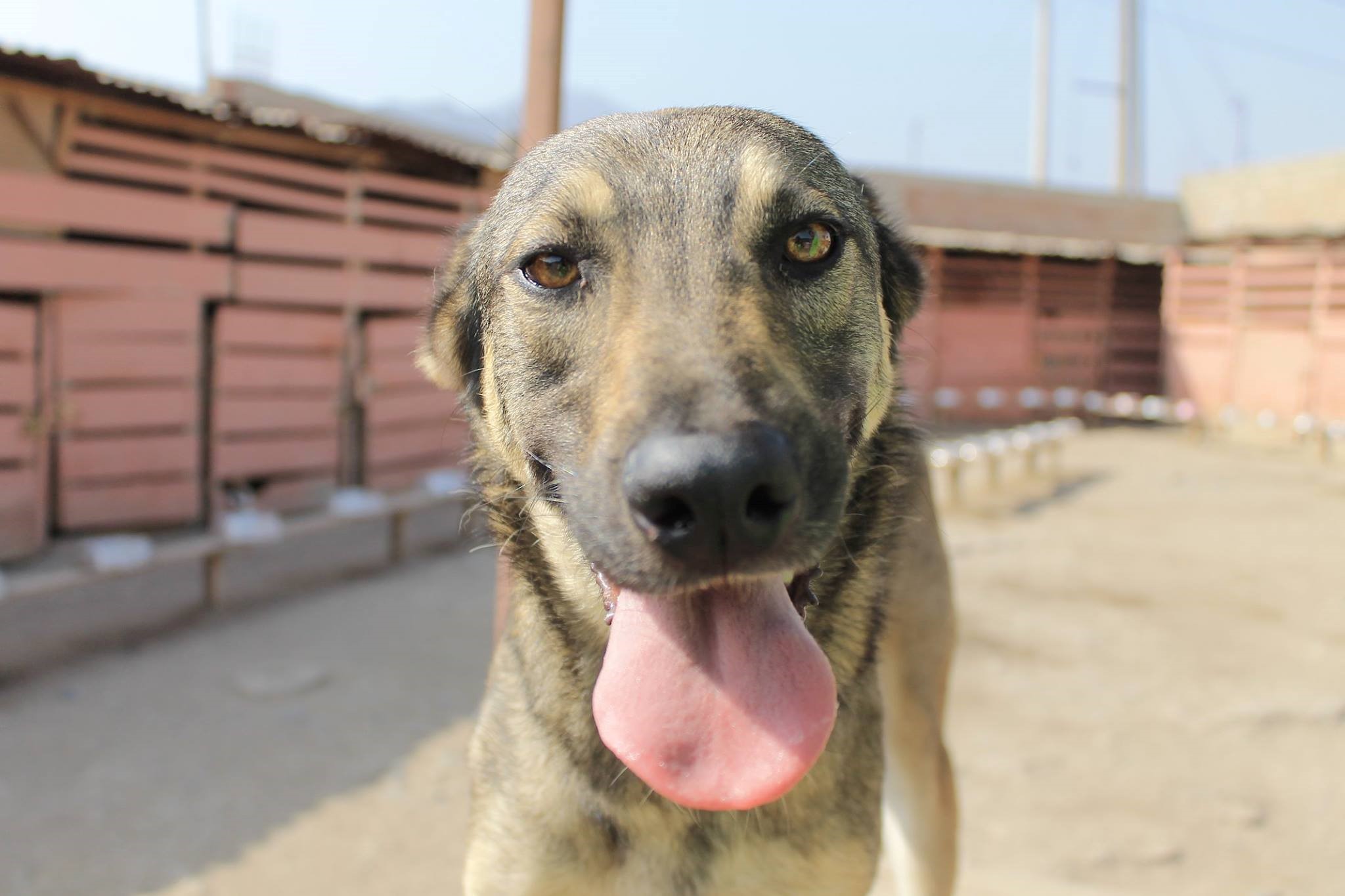 El peligro de la adopción de animales