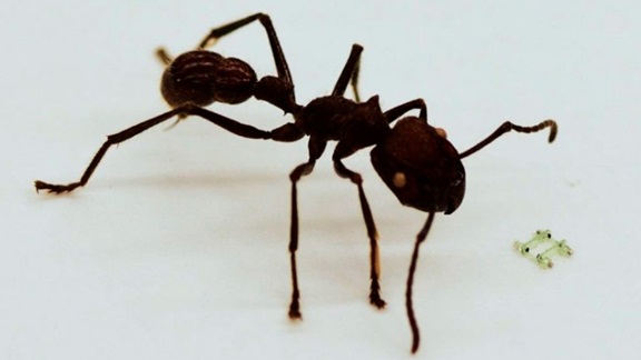 Así se mueve el robot más pequeño del mundo: menor a la cabeza de una hormiga