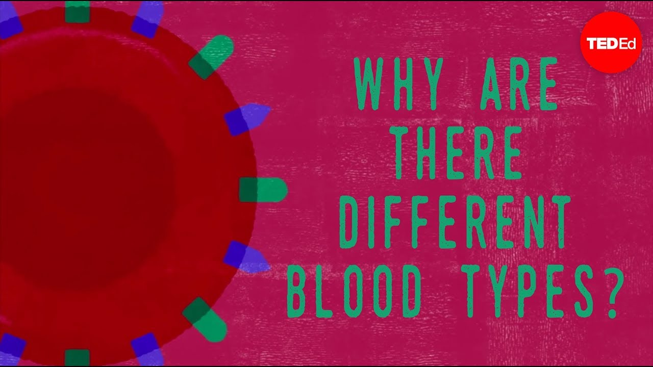 Why do blood types matter? – Natalie S. Hodge