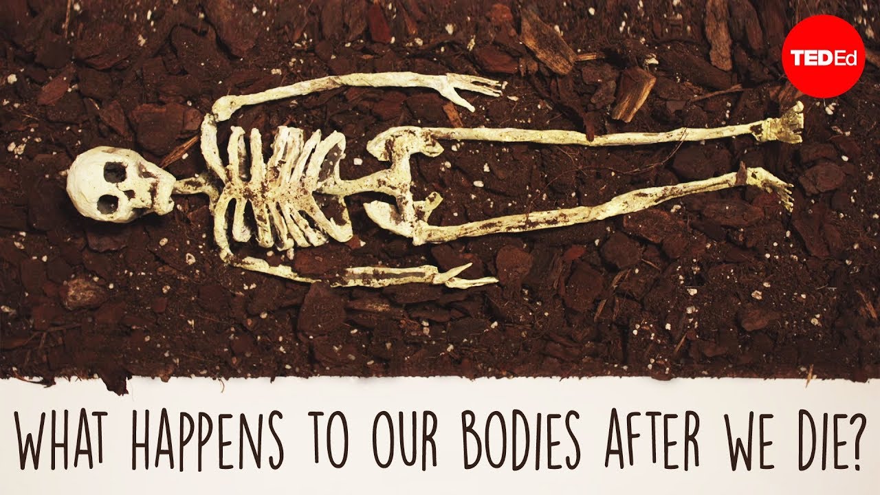 What happens to our bodies after we die? – Farnaz Khatibi Jafari