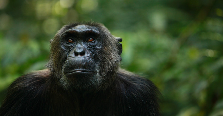 Los chimpancés pierden diversidad cultural y de comportamiento
