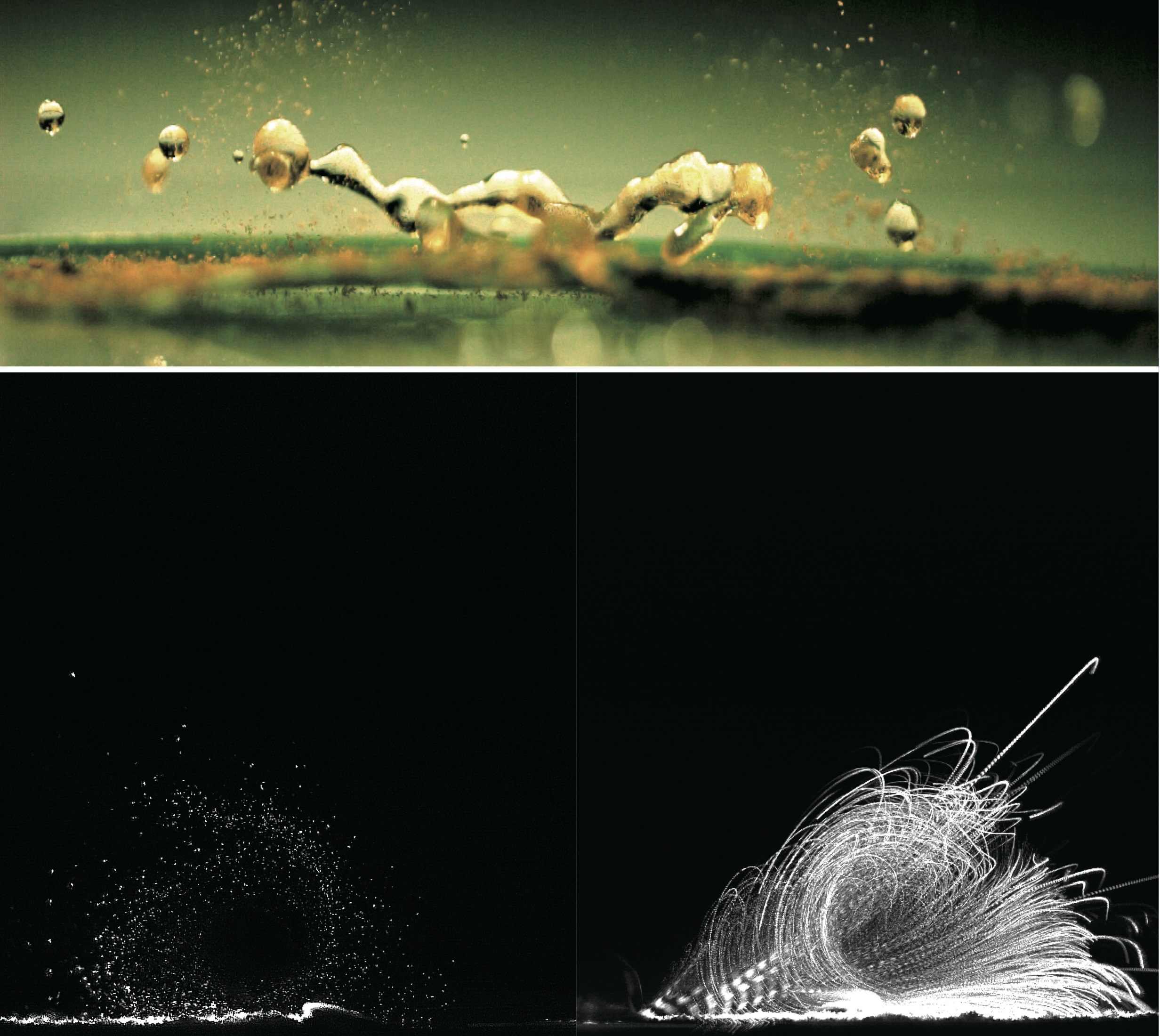 Así es como la lluvia propaga enfermedades de una planta a otra