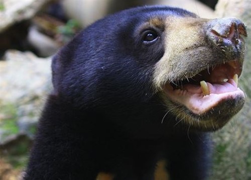 Osos se imitan entre sí expresiones faciales, como humanos y gorilas