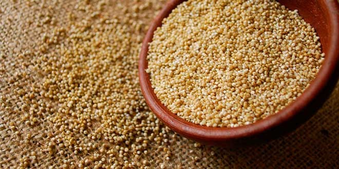 Quinoa: pseudo cereal con altas propiedades alimenticias
