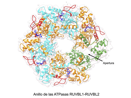 Resuelto el enigma energético de una proteína crucial para el cáncer
