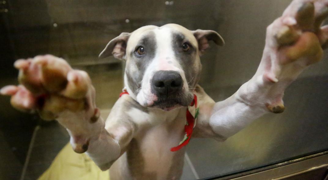 Los perros reflejan el estrés de sus dueños