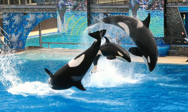 El estrés crónico acorta la vida de las orcas en cautividad