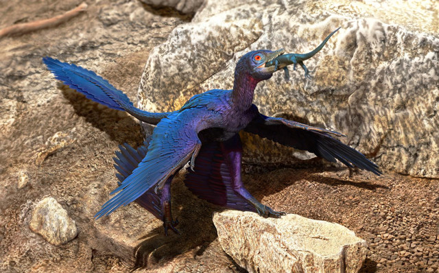 Una nueva especie de lagarto aparece en el estómago de un microraptor